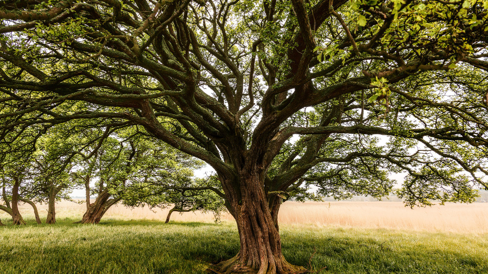 Jardinerie pépinière vente de végétaux - arbres