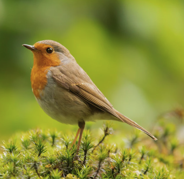 Jardinerie pépinière vente de végétaux - nourriture pour animaux