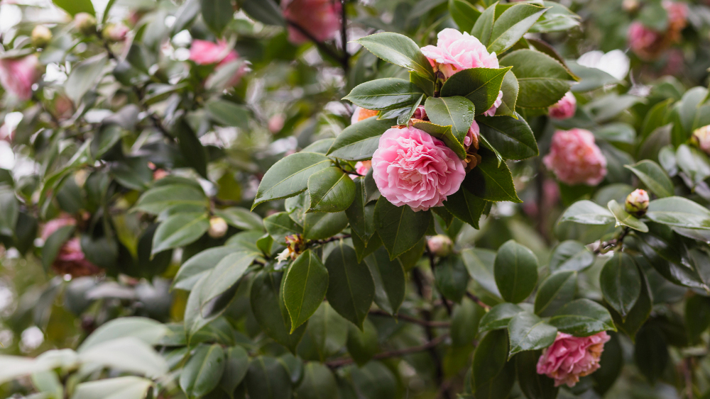 Jardinerie pépinière vente de végétaux - rosiers